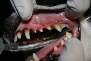 Dental Care dog