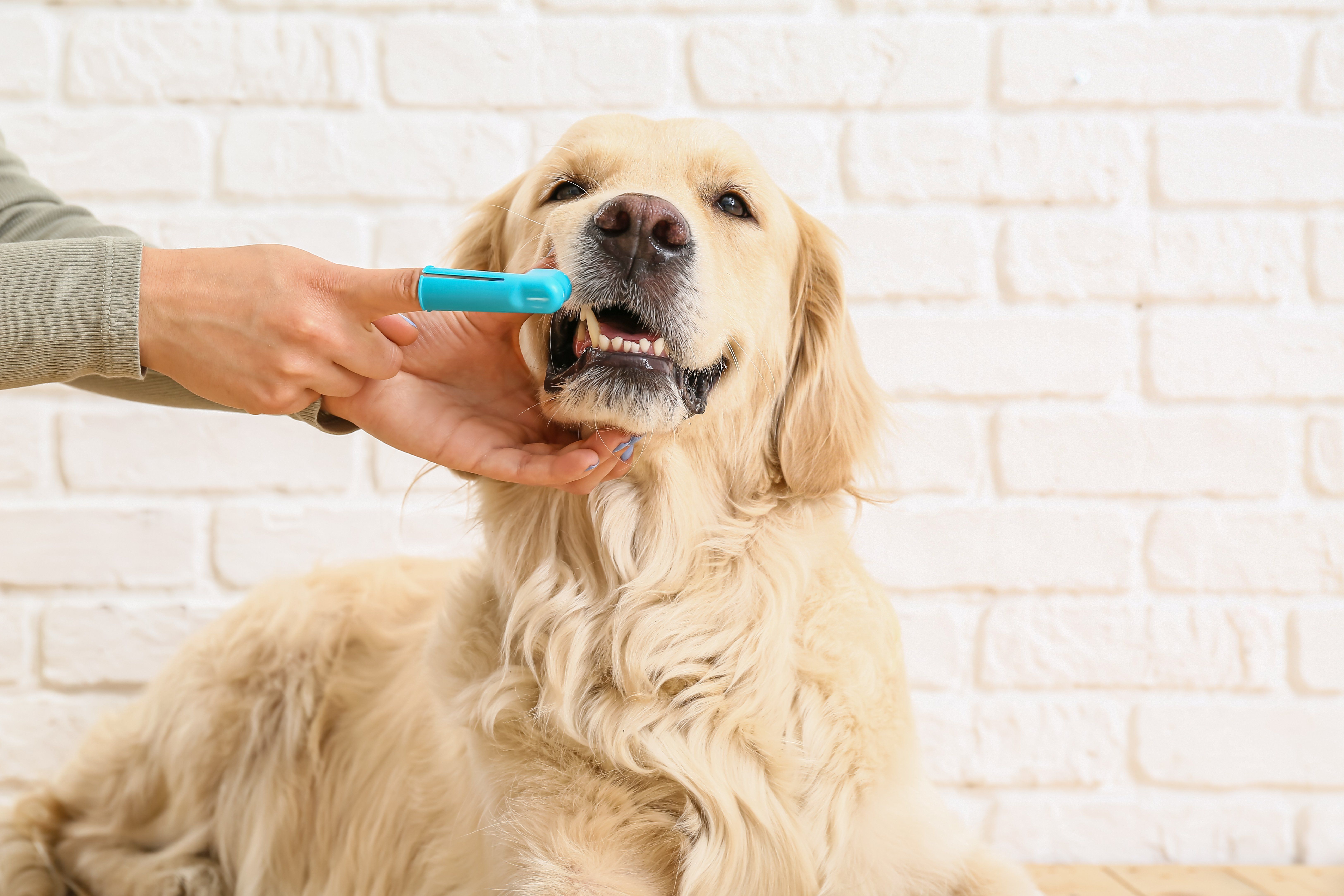 When Should Dogs Start Dental Cleaning?
