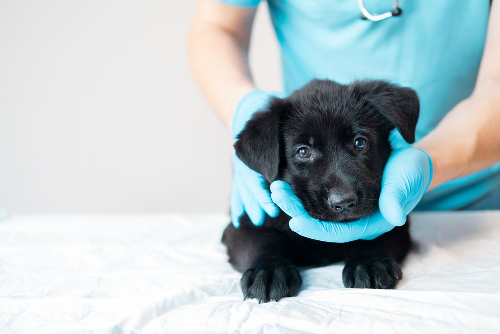 What Qualifies as a Pet Emergency?
