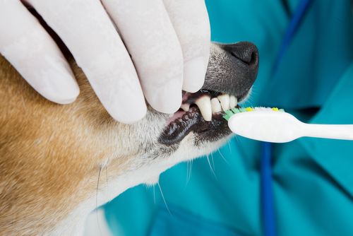  Dental Hygiene and Oral Care