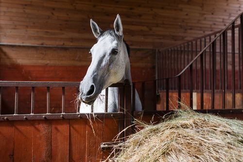 Equine: Castration