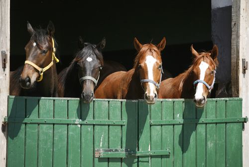 Equine: Lameness Evaluation