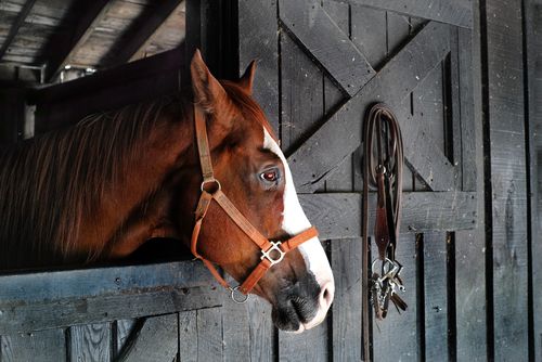  Equine: Endoscopy