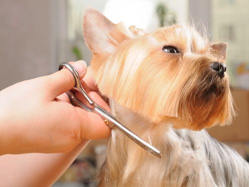 The Importance of Pet Grooming