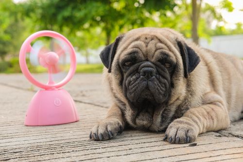 Heatstroke and Your Pet