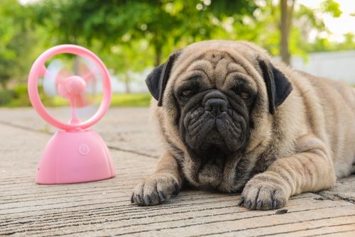 Heatstroke and Your Pet