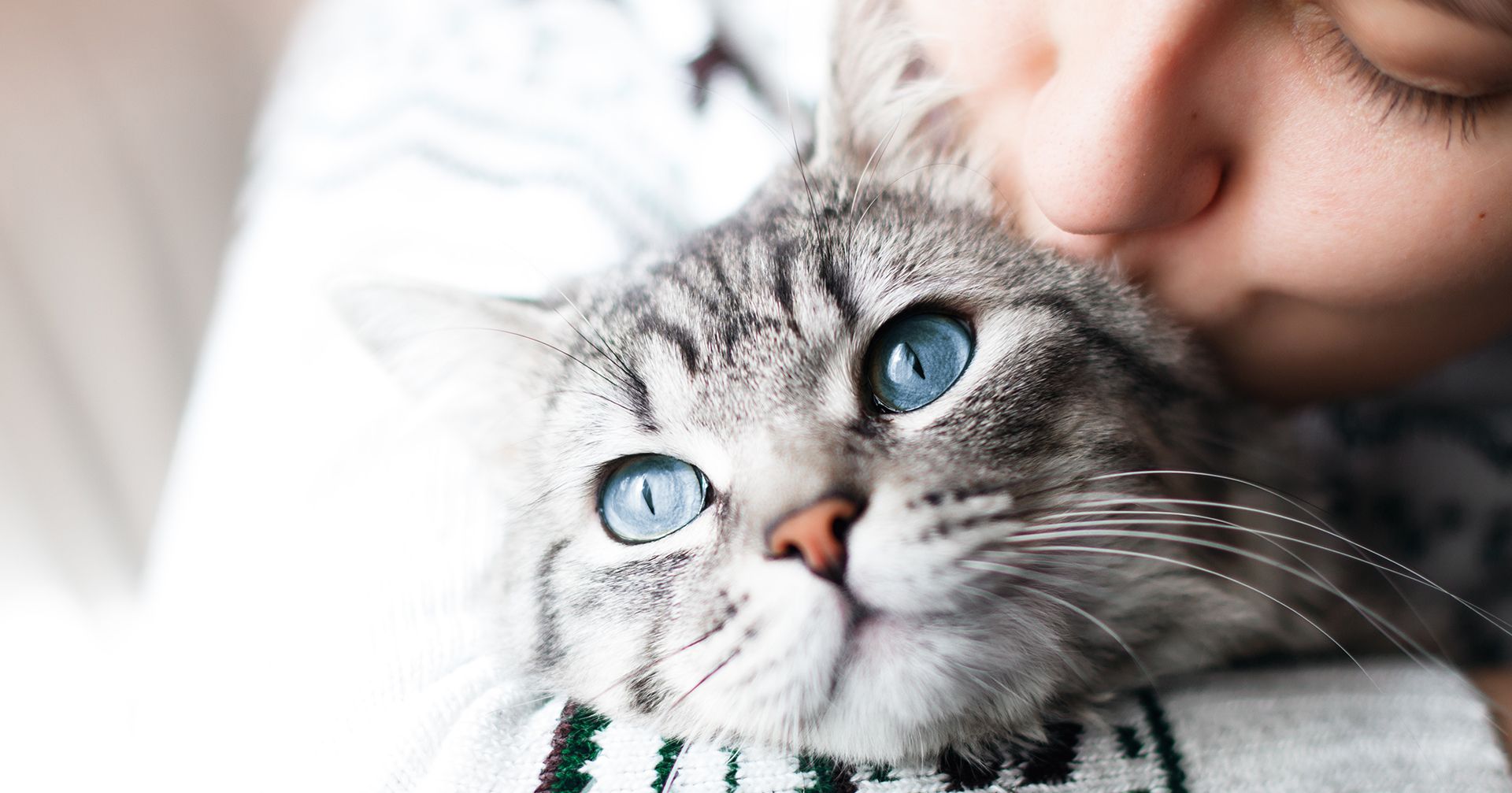 Blue eyes cat