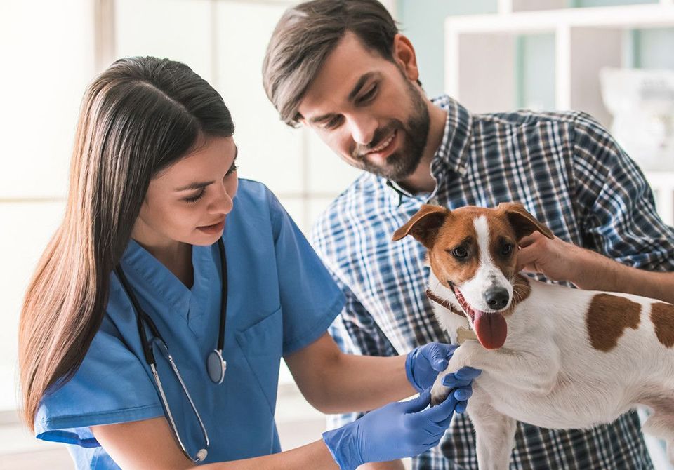 Dog having a checkup