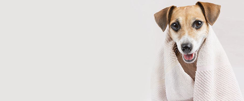 Dog with towel