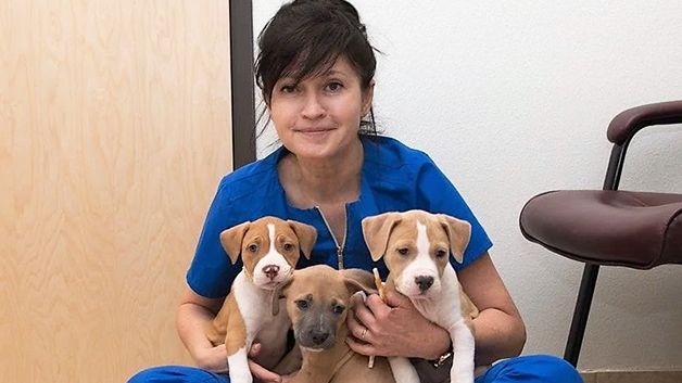 Veterinary in Henderson | Warm Hearts Pet Hospital