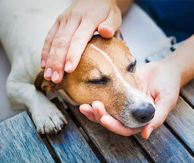 Veterinarian