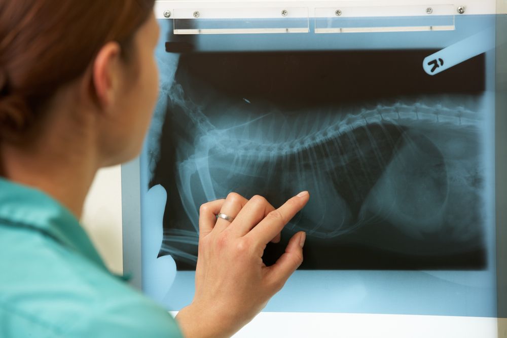 How X-Rays Help Vets Diagnose Your Pet’s Health 
