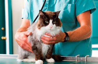 cat being checked by a veterinarian
