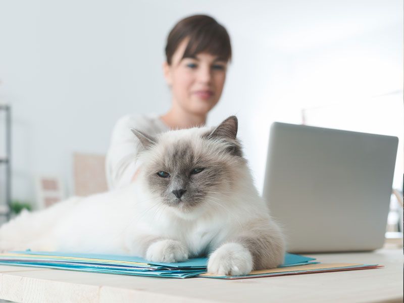 silver cat