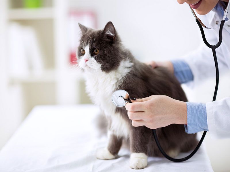 cat checkup
