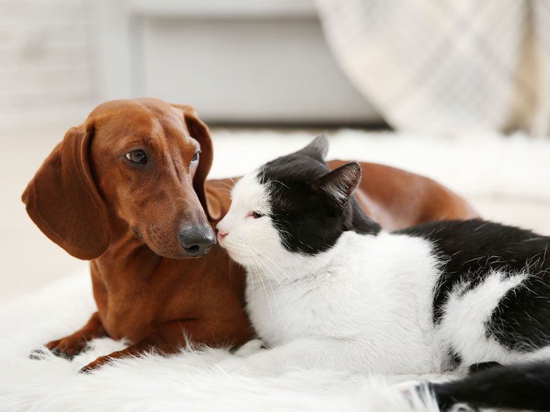 dachshund and cat