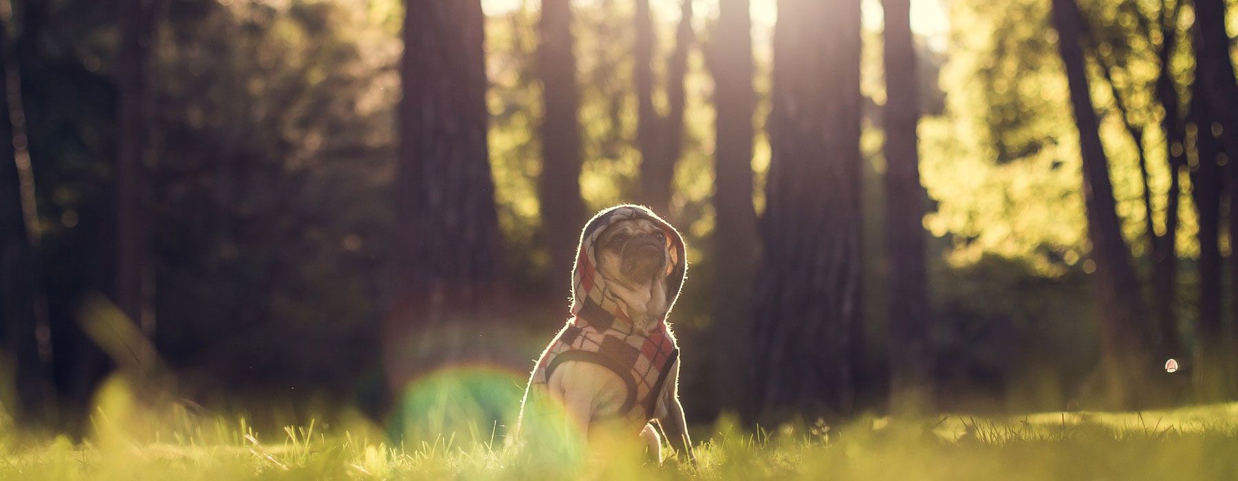 Edinburgh Animal Hospital Pet Care in Chesapeake, VA