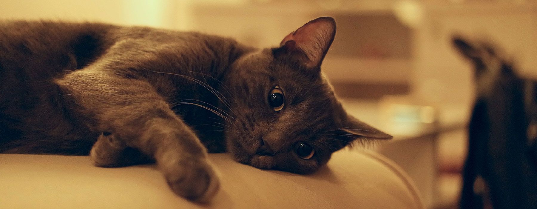 Edinburgh Animal Hospital Pet Care in Chesapeake, VA