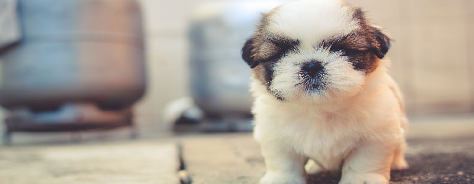 Edinburgh Animal Hospital Pet Care in Chesapeake, VA