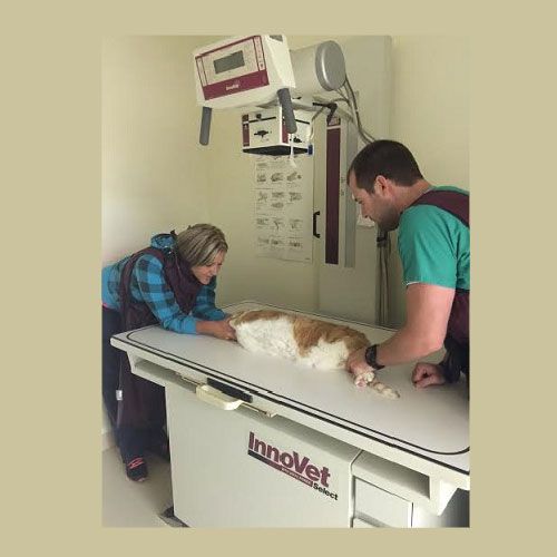 Edinburgh Animal Hospital Pet Care in Chesapeake, VA