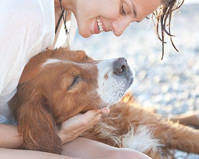 Viewmont Animal Hospital dental services