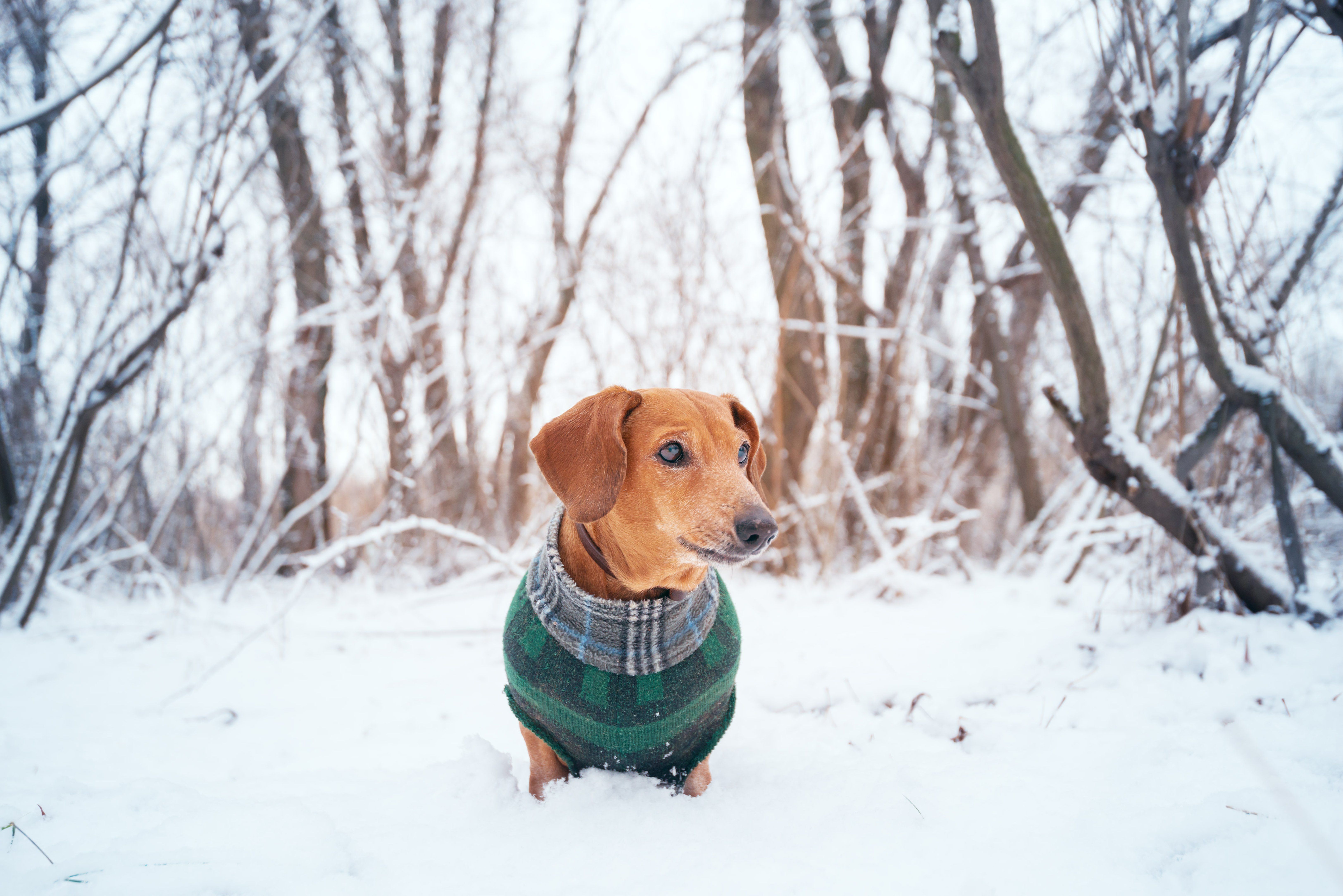 8 Cold Season Hazards Your Pet Should Avoid