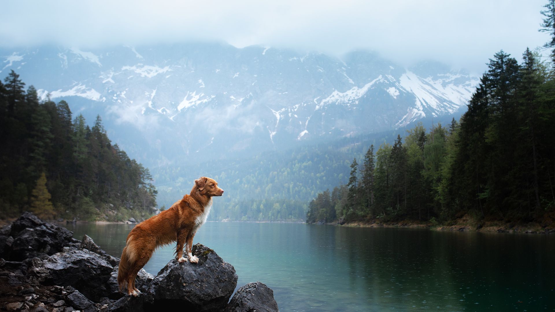 Vet in Jacksonville FL Birch Island Veterinary Center