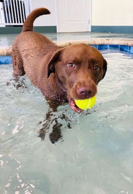 Lab in Pool