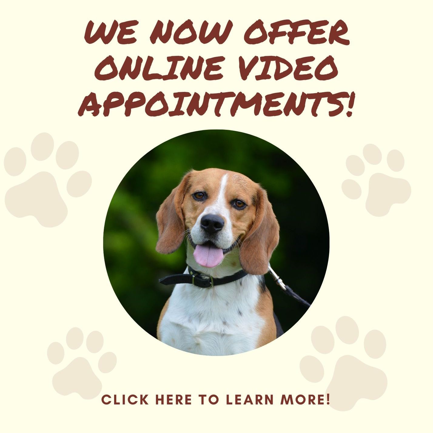 Vets Jacksonville FL Fear Free Vet Birch Island Veterinary Center