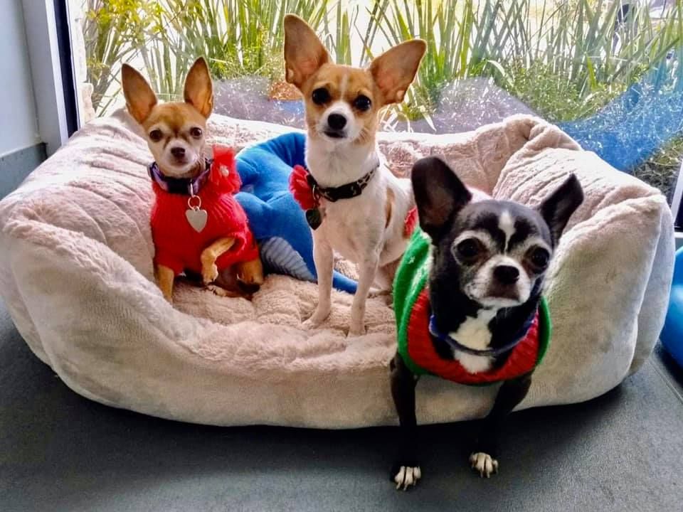 Dog Boarding Jacksonville FL Daycare Birch Island Veterinary Center