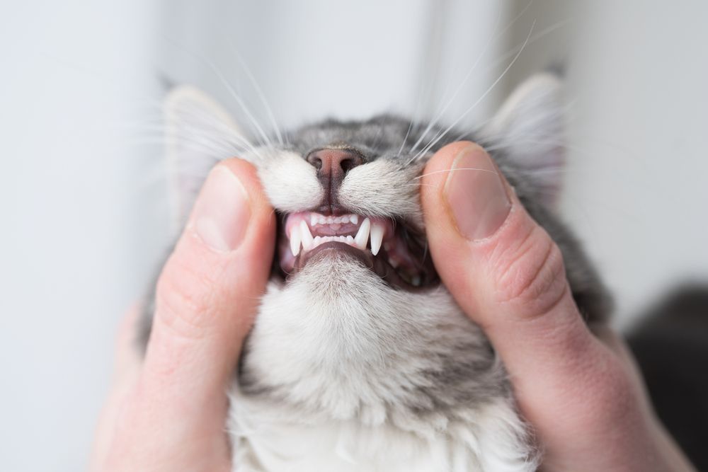 The Benefits of Pet Teeth Cleaning