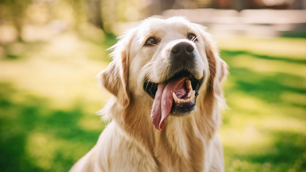 Protecting Your Pet From Heatwave