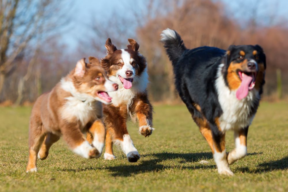 The Benefits of Visiting Dog Parks in El Camino Real, California