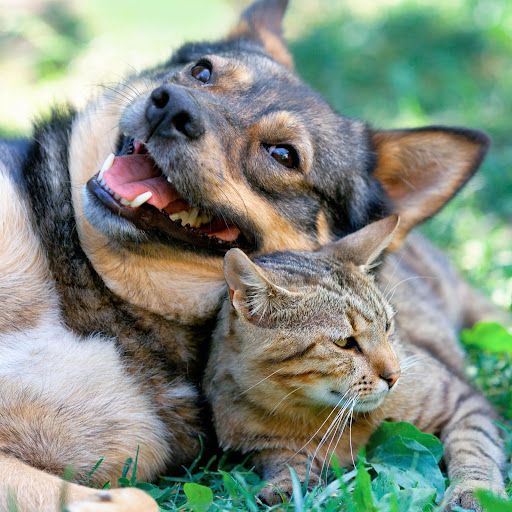 Springtime Parasite Prevention for Your Pets