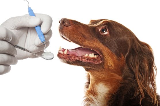 Pet Dentistry in Castle Rock CO at 