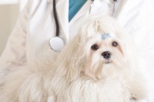 white dog