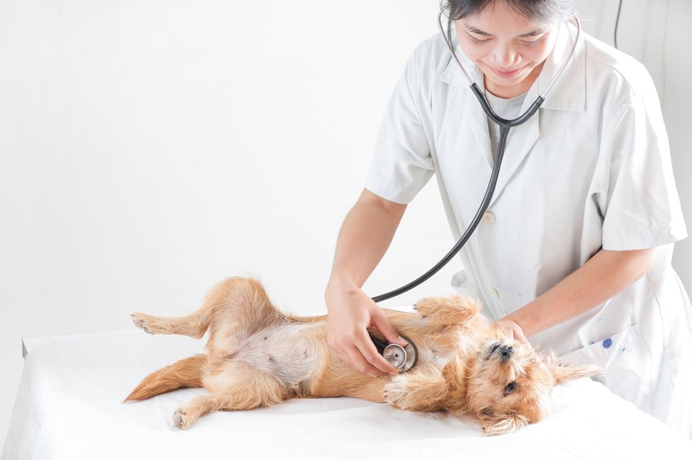 pet parasite prevention
