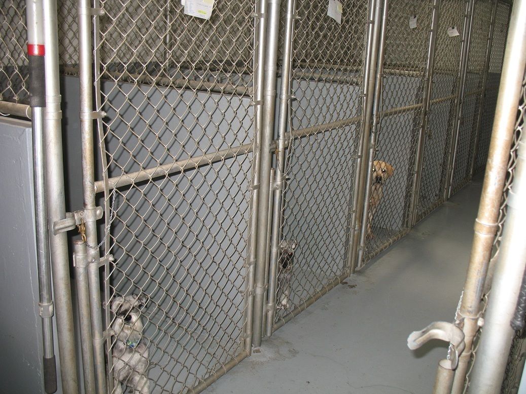 Boarding - Davies Animal Hospital