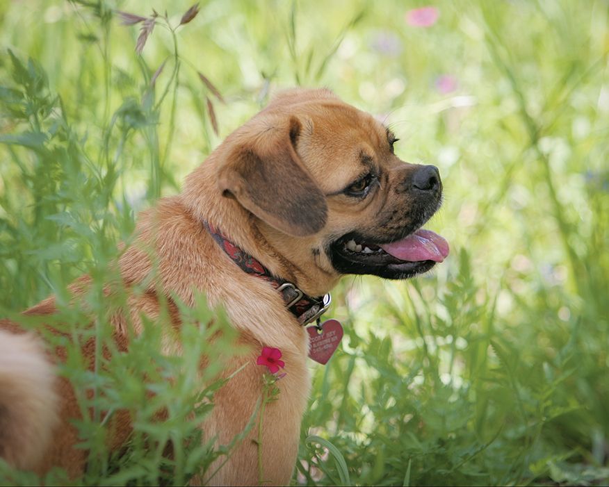 Pet Resources by Deerfield Animal Hospital