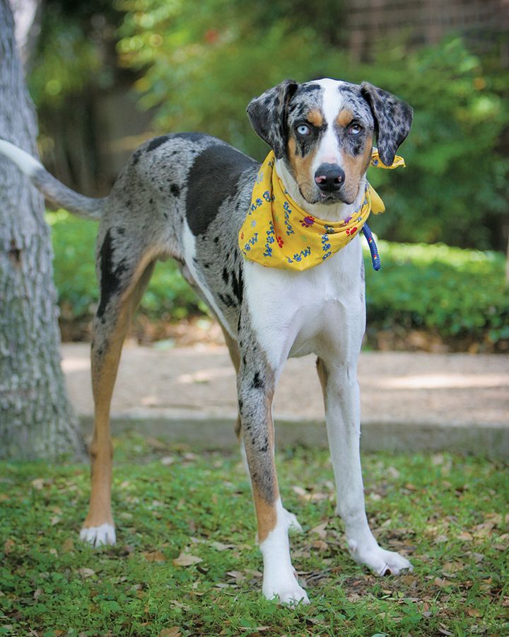 New Year's Resolutions for Healthy & Happy Pets!