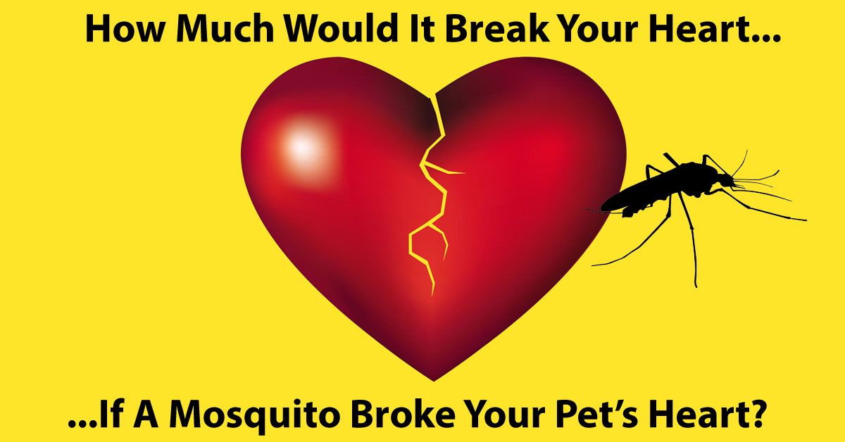 Save Money While Saving Your Pet's Heart