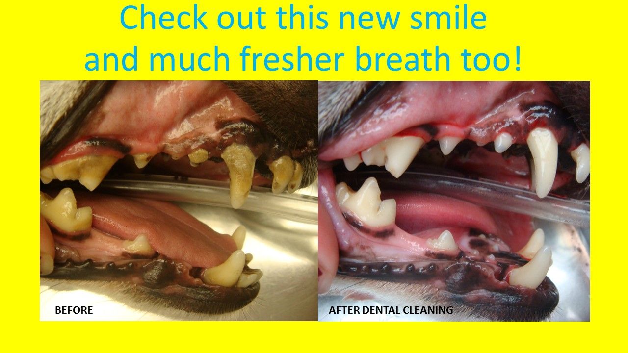 Pet Dental Care is Vital to Their Health