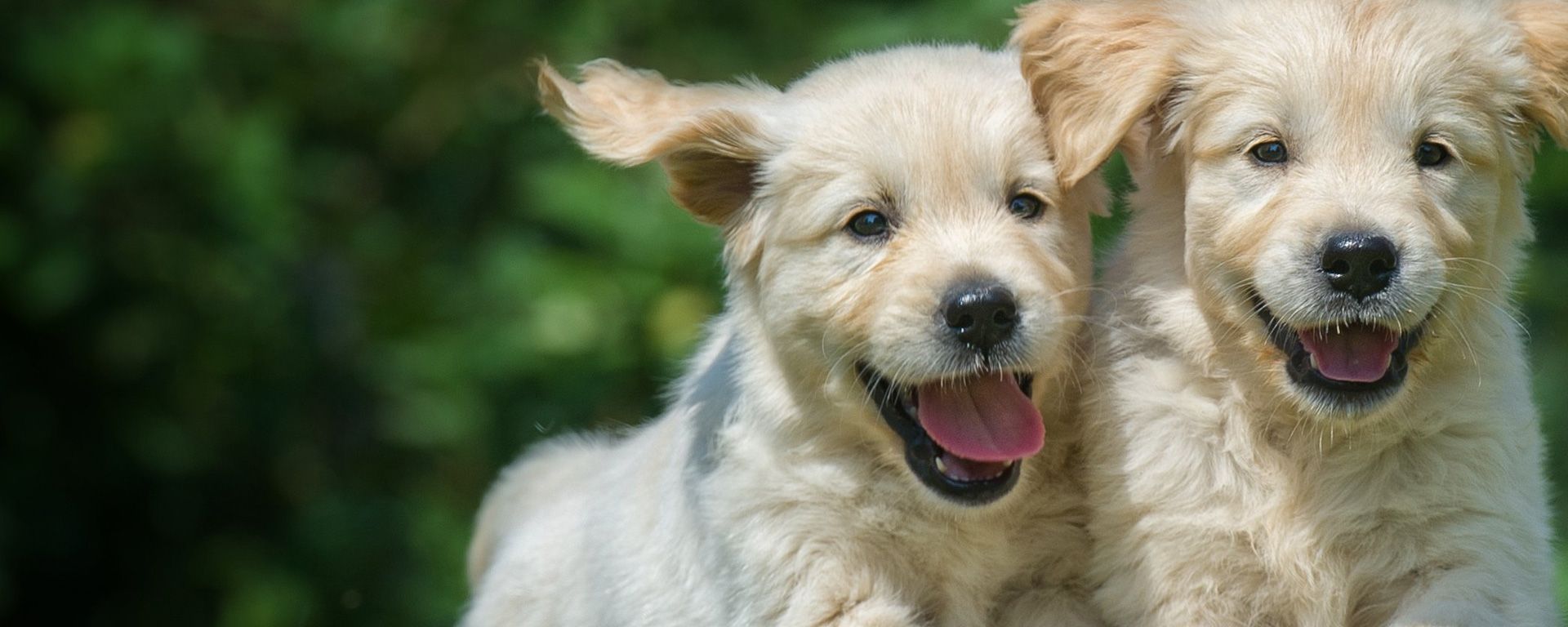 San Antonio Pet Resources