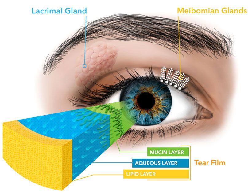 meibomian glands