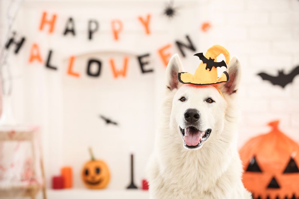 A Safer Halloween For Pets
