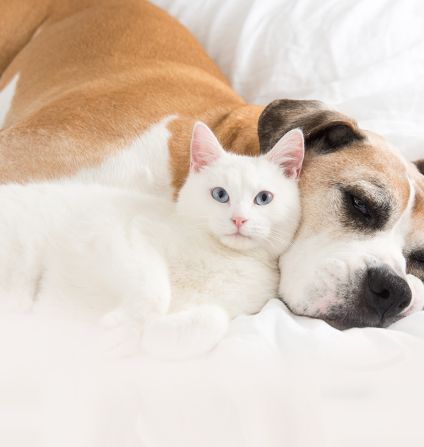 Cat resting with dog