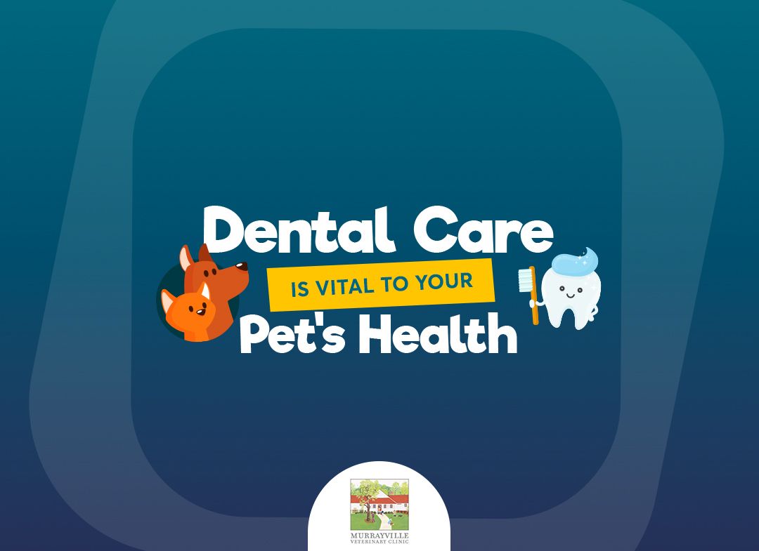 Murrayville Veterinary Clinic, Veterinarian in Murrayville, GA