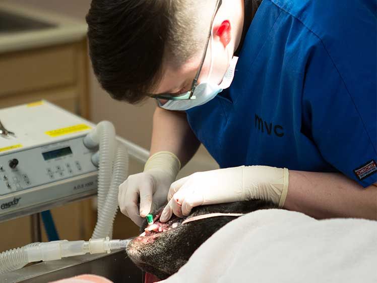 Murrayville Veterinary Clinic, Veterinarian in Murrayville, GA