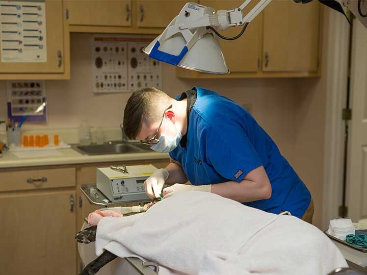 Murrayville Veterinary Clinic, Veterinarian in Murrayville, GA