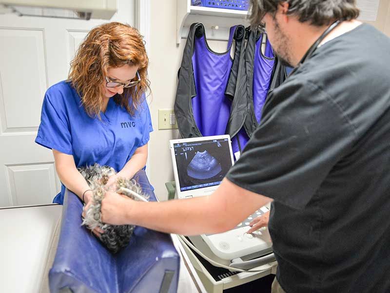 Murrayville Veterinary Clinic, Veterinarian in Murrayville, GA